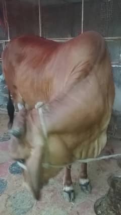 COW for eid ul adha
