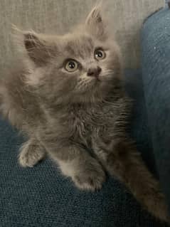 Persian kittens