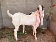 Gulabi Kapla Breeder For Sale