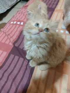 Persian munckin kittens for sale