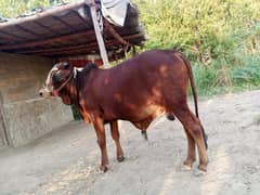 Bachra for sale kheera 20 months age weight 3.5 mun