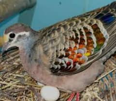 Brownzewing Dove Pairs  برونزونگ ڈوو جوڑے