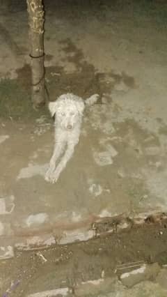 5 month age podle female