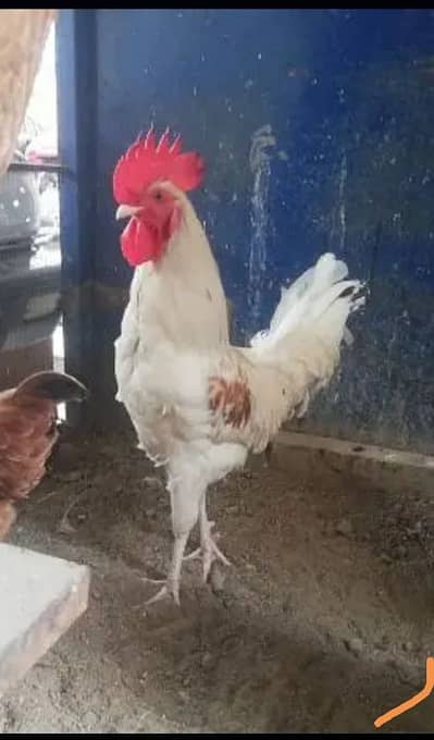 Hens and parrots