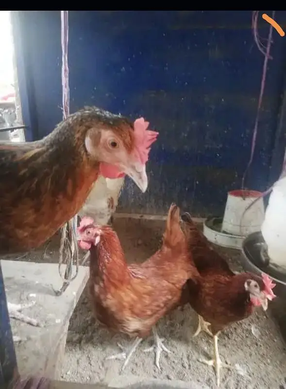 Hens and parrots — photo 2