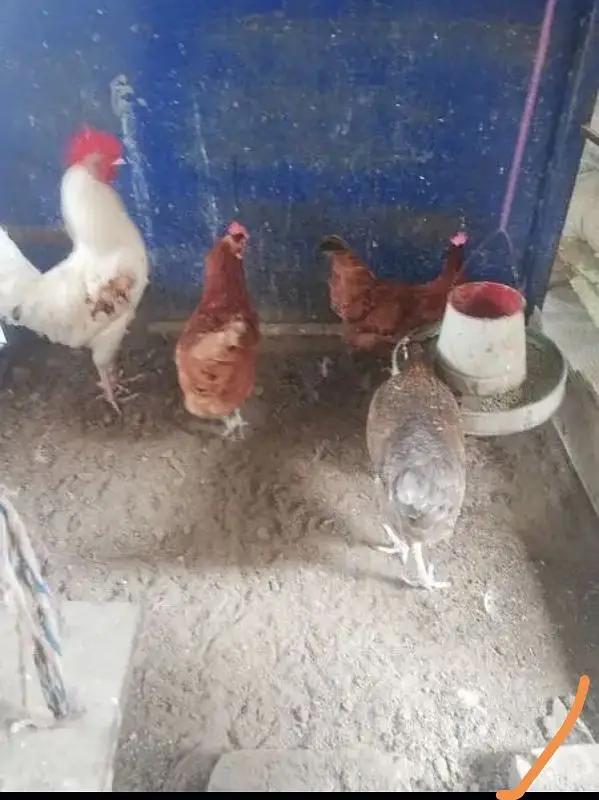 Hens and parrots — photo 3