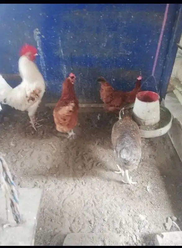 Hens and parrots — photo 4