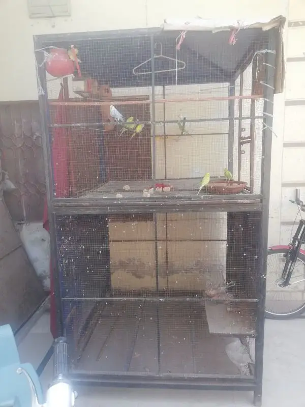Hens and parrots — photo 7