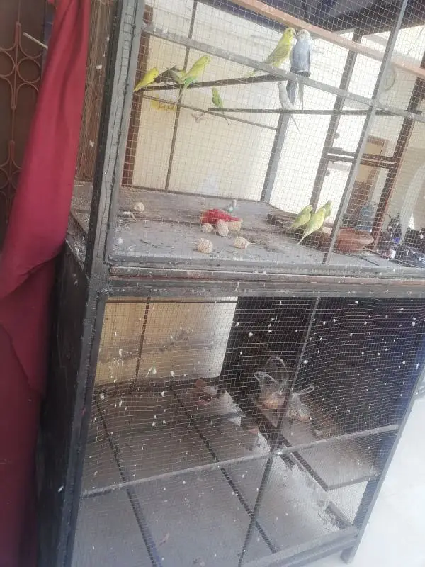 Hens and parrots — photo 8