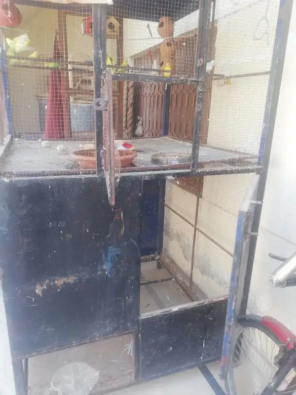 Hens and parrots — photo 10