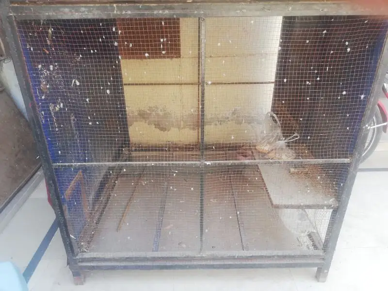 Hens and parrots — photo 12