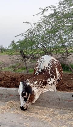 sacrifice animal