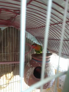 Fisher love birds