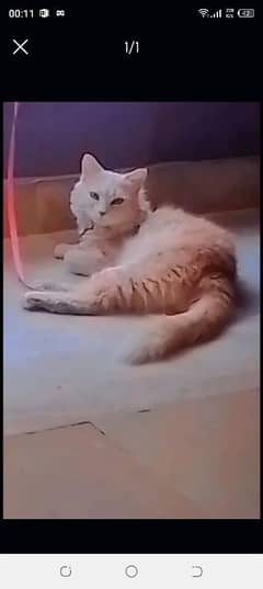 kitten