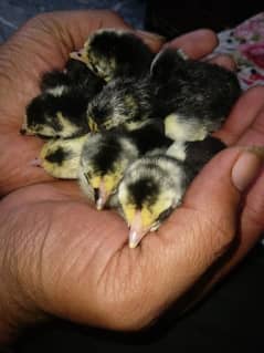 thai bannet super locker chicks 0301/4422/538