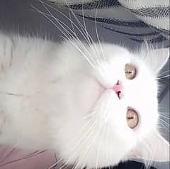 PERSIAN