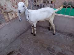 desi bakra