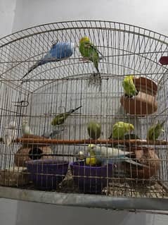 Australia  parrot  for sale  1o pair and 1 single female