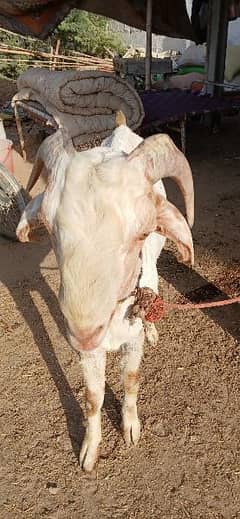 4 Daant Ando Bakra