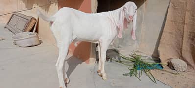 gulabi
