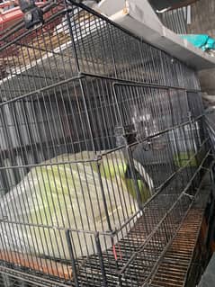 Partition cages available