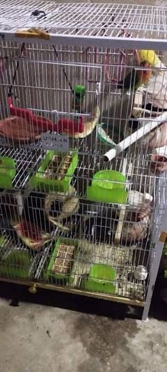 lovebird