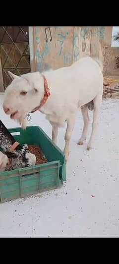 bakra