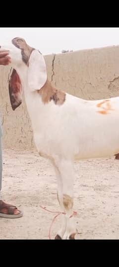 2 dant hassi male