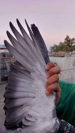Aseal