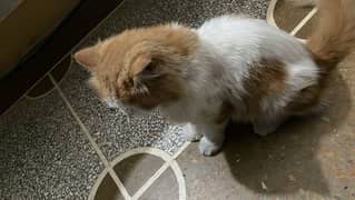 persian