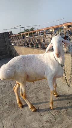 Gulabi