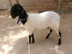 dumba 2 dant healthy and active