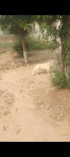 RUSSIAN QUALITY MALE FOR SALE
