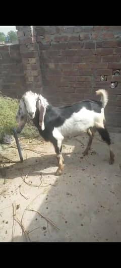 2 dant bakra for qurbani live weight 50 kg maximum andal ha
