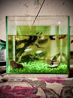 Fish aquarium for sale