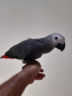 African Grey Parrot