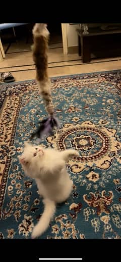 Triple Coat Persian Kitten White,  5 Months Baby