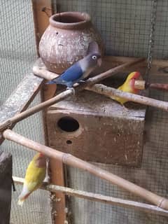 lovebird breeder pair