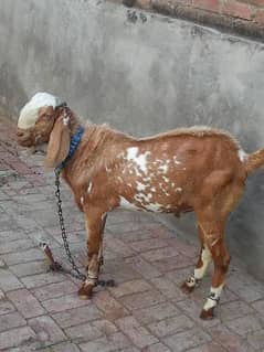 Bakra