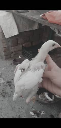 Heera aseel chicks urgent sale