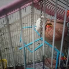 ALBINO bird parrots pair