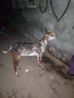 2 dand ka Bakra hai