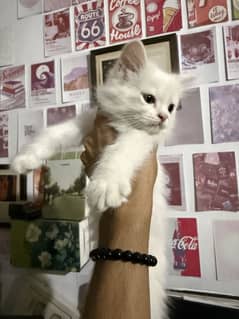 Kittens for sale