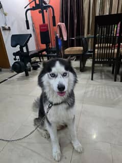 Siberian
