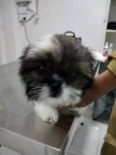 5 months healthy and active shitzu puppy for sale