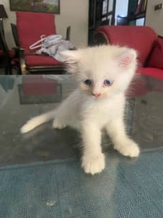 Persion male kitten