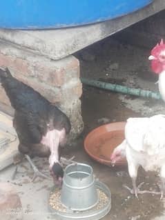 950/kg Aseel Desi murgi / Aseel / Mushki / eggs laying