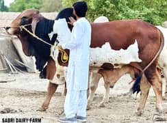 Masha Allah Big Cow