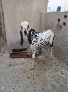 bakra for sale 2 dant full active