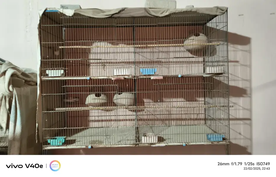 3 Cage's for sale — photo 2